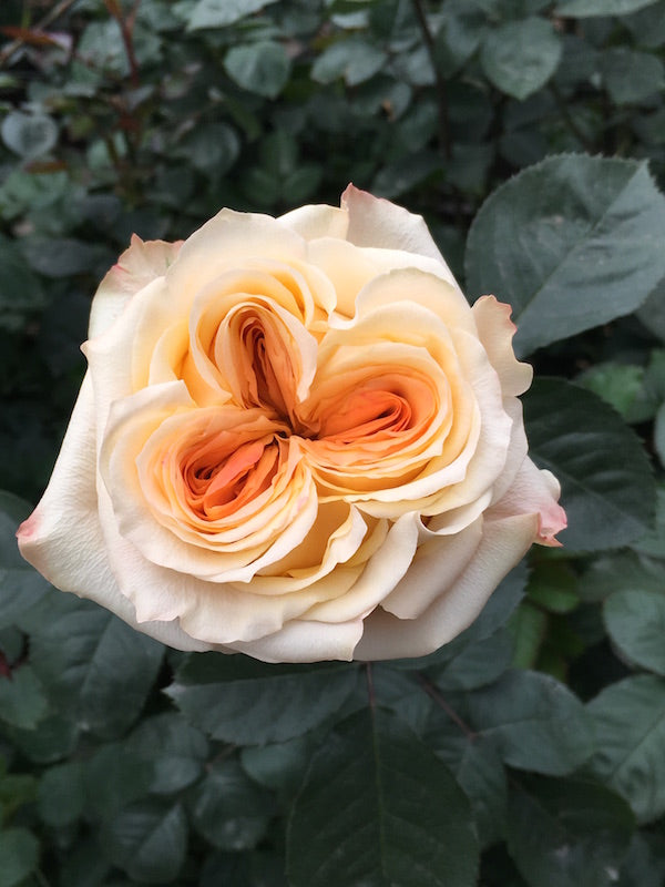 Wedding X-Pression Peach Garden Rose