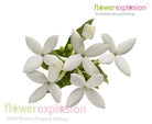 White Bouvardia