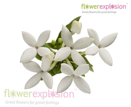 White Bouvardia