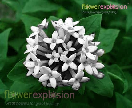 White Bouvardia