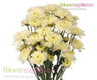 White Cushion Poms