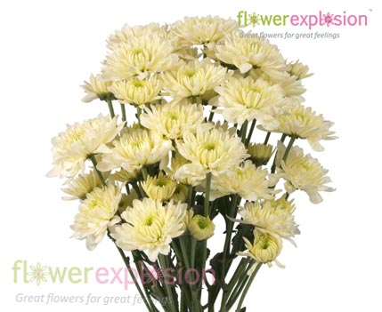 White Cushion Poms