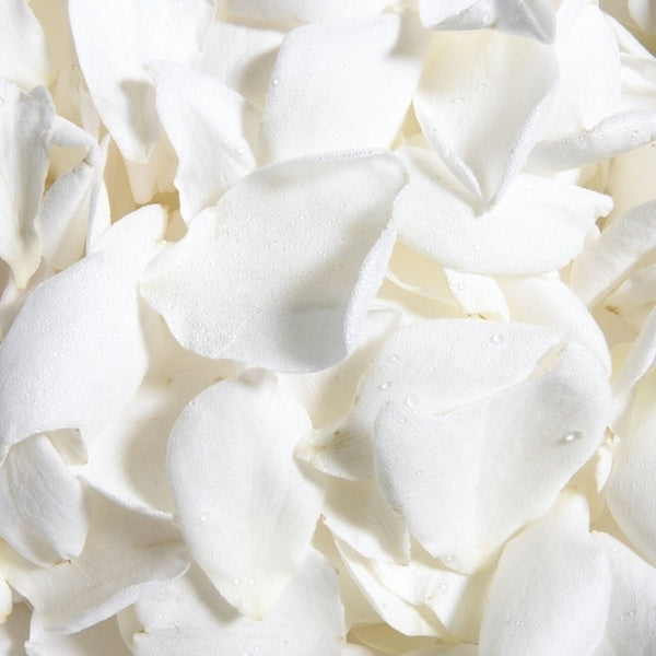 Rose Petals White