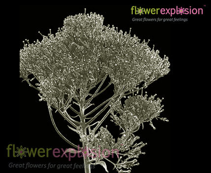 White Trachelium