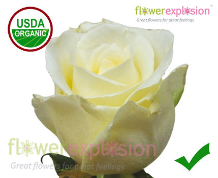 Edible White Rose – Flower Explosion