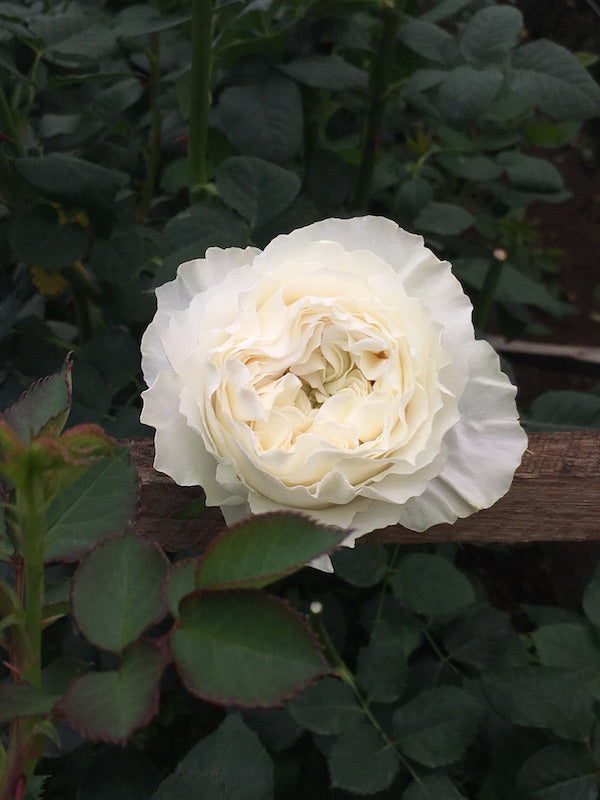 White Cloud | Ivory White Garden Rose