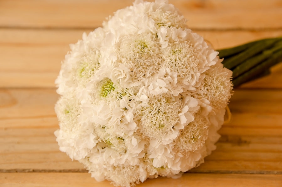 White Pincushion Flower