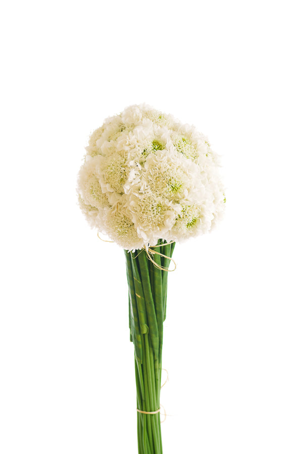 White Scabiosa Bunch