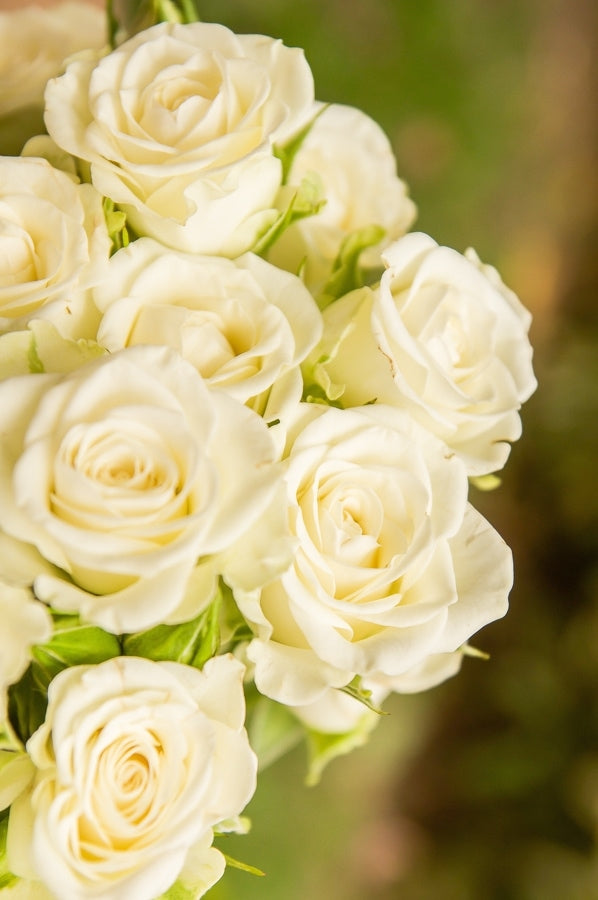 20 White Roses, Ivory Avalanche White Rose Bouquet