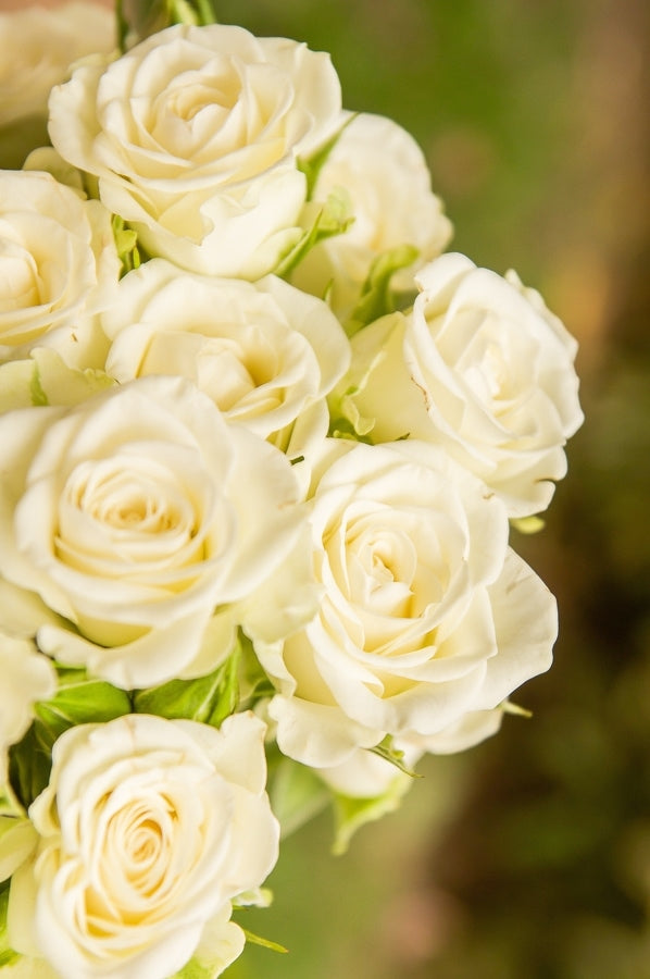 White Spray Rose
