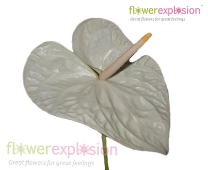 White Anthurium