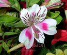 White & Pink Alstroemerias