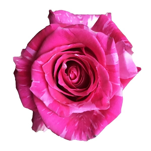 トップス rose Buy Wholesale Topaz Hot Pink Rose in Bulk - FiftyFlowers