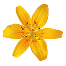 Yellow Asiatic Lily