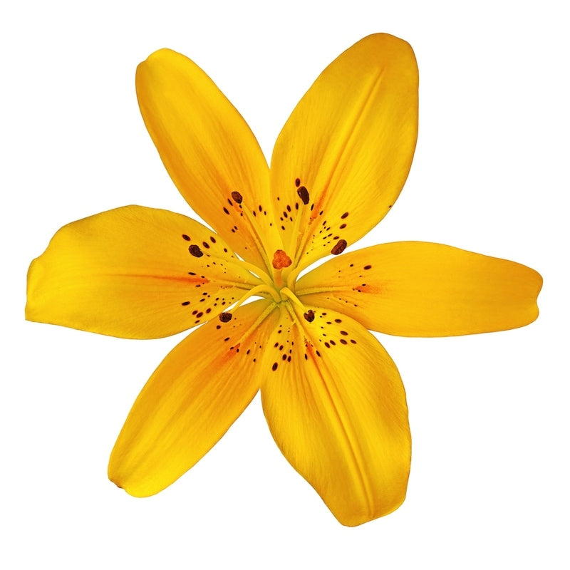 Yellow Asiatic Lily