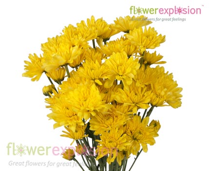 Yellow Cushion Poms