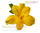 Yellow Alstroemeria